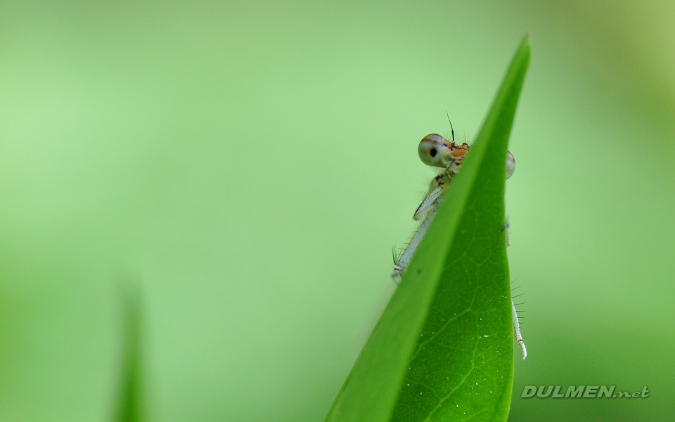 Blue Featherleg (female, Platycnemis pennipes)